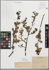 Foto von Salix myrsinifolia Salisb.
